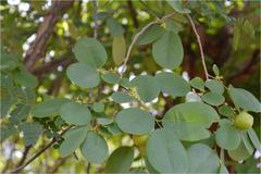 Cleistanthus collinus